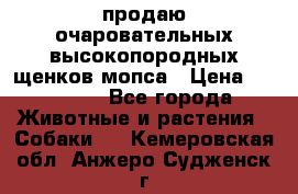 продаю очаровательных высокопородных щенков мопса › Цена ­ 20 000 - Все города Животные и растения » Собаки   . Кемеровская обл.,Анжеро-Судженск г.